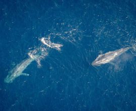 Whale watching from the Air