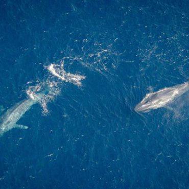 Whale watching from the Air